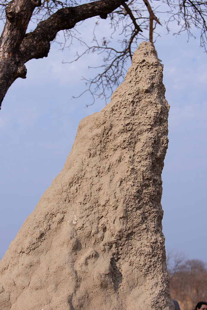 termite mound